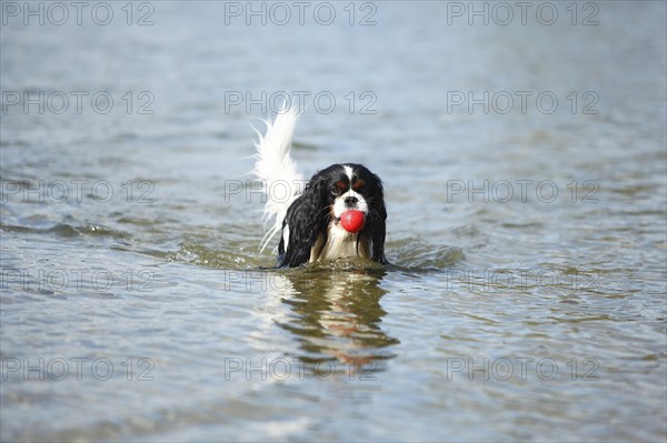 Cavalier King Charles Spaniel