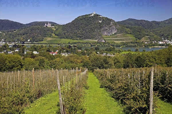 View of the Siebengebirge and the Rhine