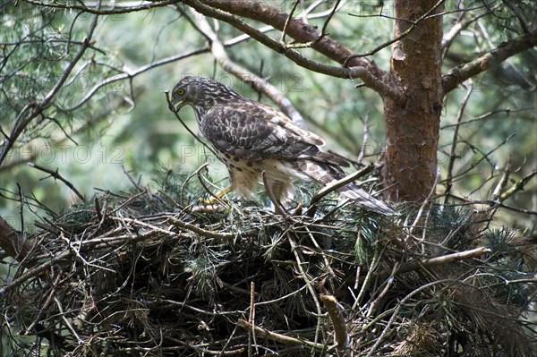 Northern goshawk