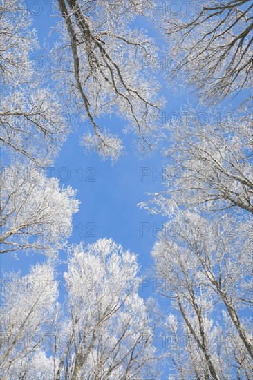 Tree tops of deep snow covered beech forest against blue sky in Neuchatel Jura