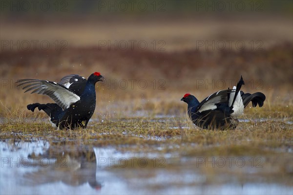 Black grouse