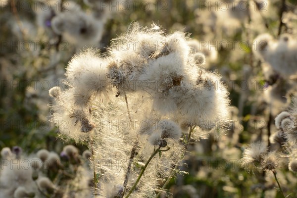 Scraped thistle