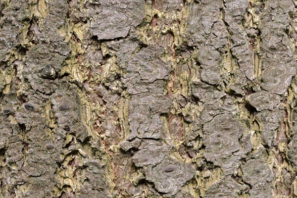 Douglas fir bark