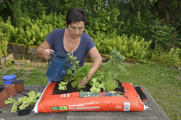 Bag of garden soil planted with tomatoes and cruciferous plants