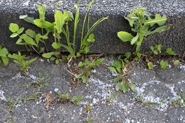 Weed control with road salt