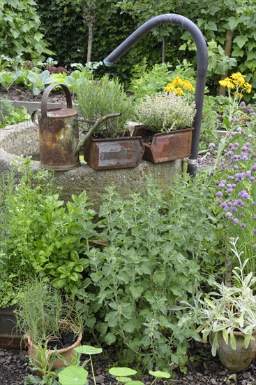 Vegetable and herb garden