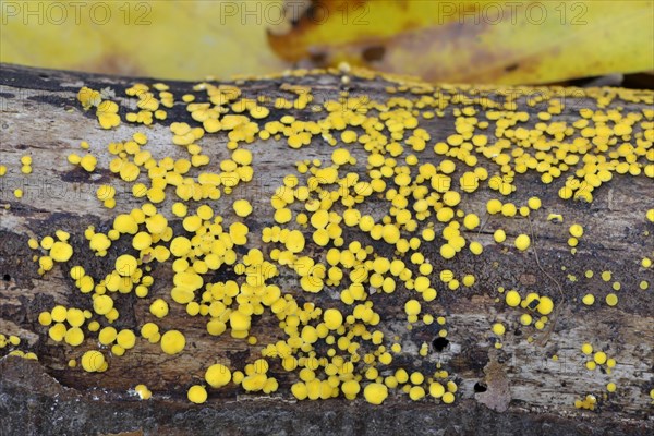 Bisporella citrina s