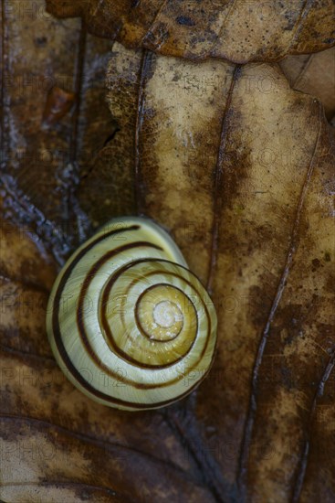 Grove snail