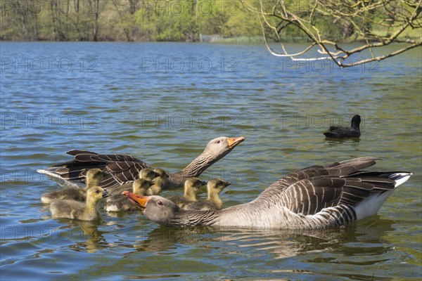 Greylag geese