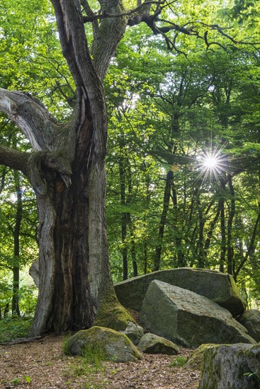 Large stone grave