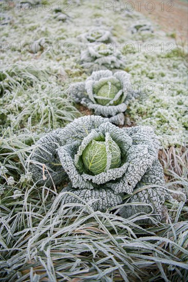 Savoy cabbage