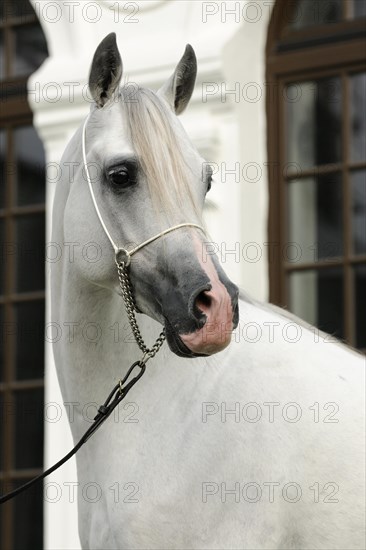 Arabian thoroughbred