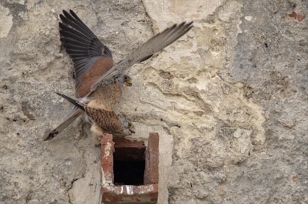 Lesser Kestrel