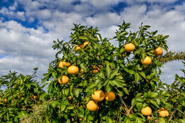 Orange cultivation