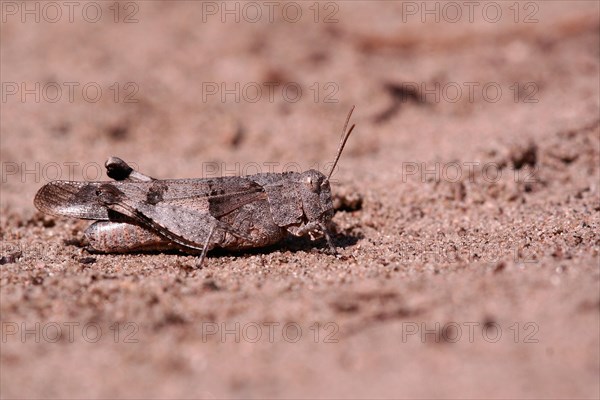 Blue-winged grasshopper