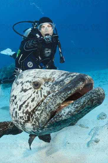 Diver and potato grouper