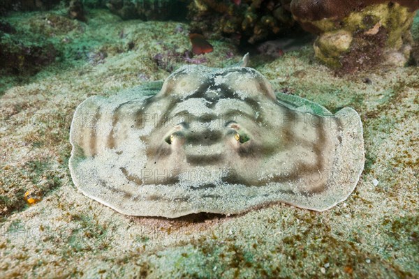 Eye spotted round ray