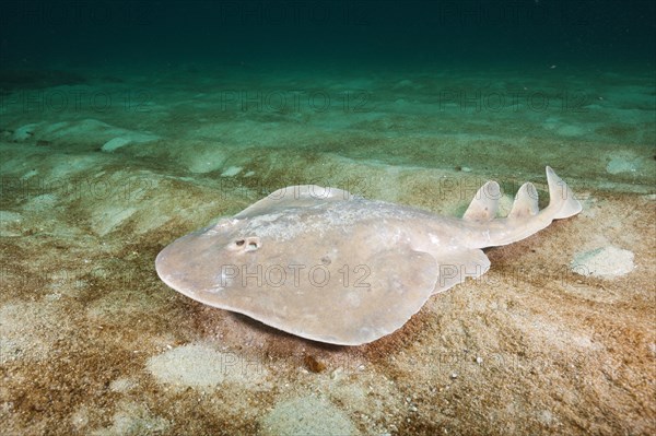 Giant tremor ray