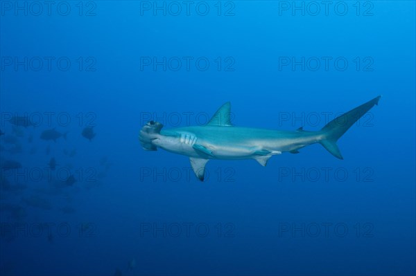 Scalloped Hammerhead