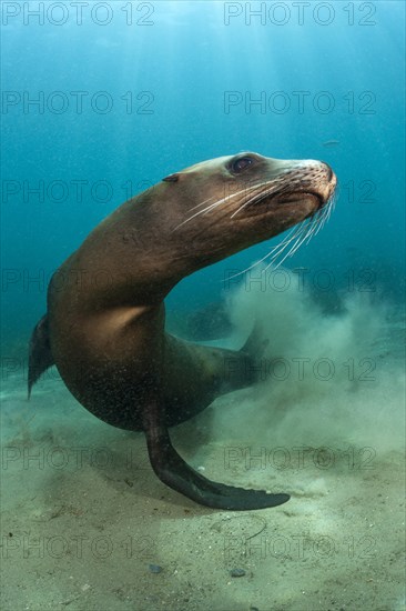 California Sea Lion