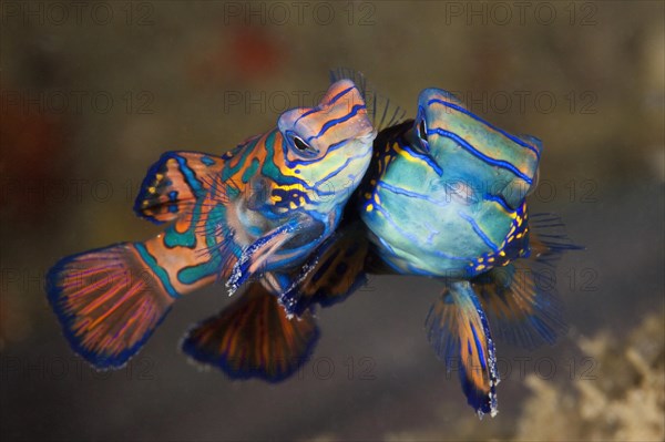 Mating mandarin fish