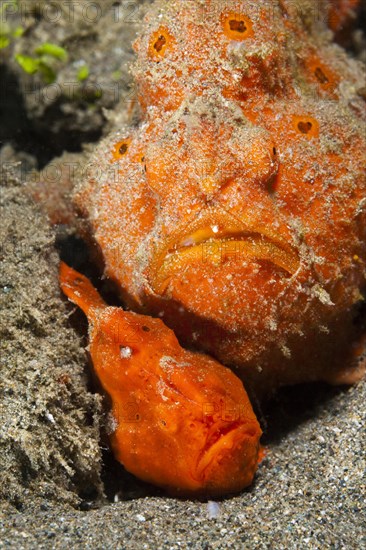 Pair of orange round-spotted frogfishes