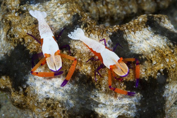 Pair of Emperor Shrimp