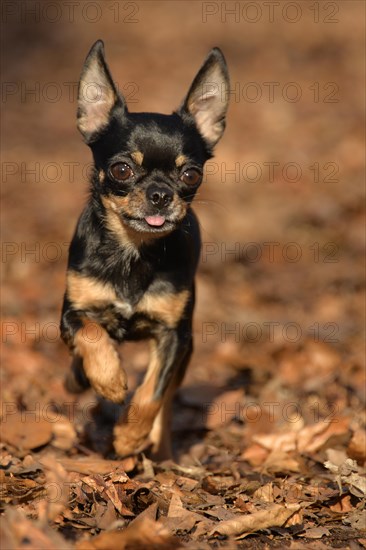 Chihuahua