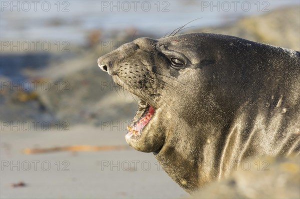 Sealion Island