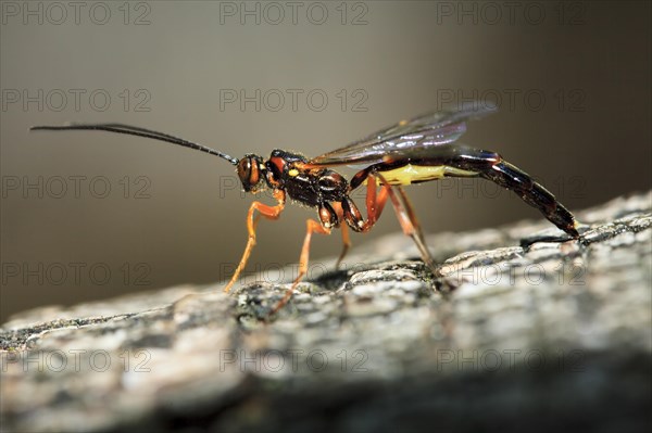 Ichneumon fly lays eggs in tree bark