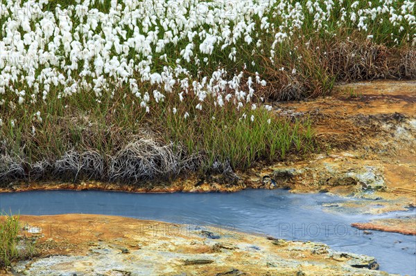 Cottongrass