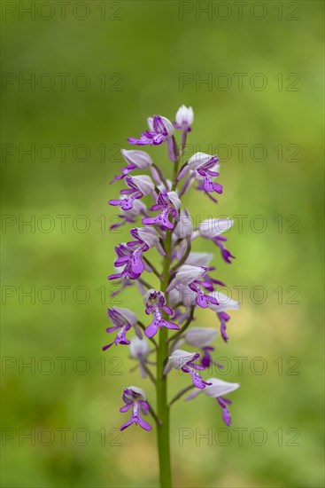 Military orchid