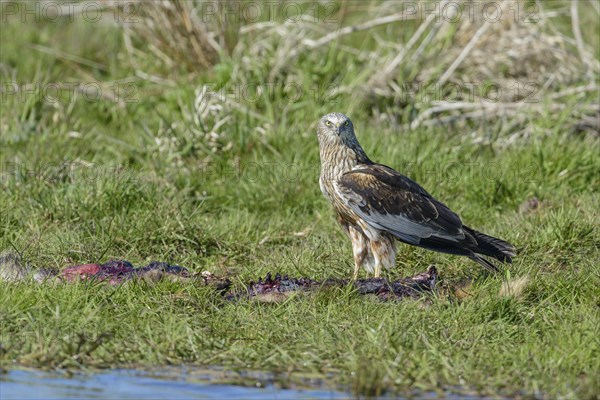 Male marsh harrier