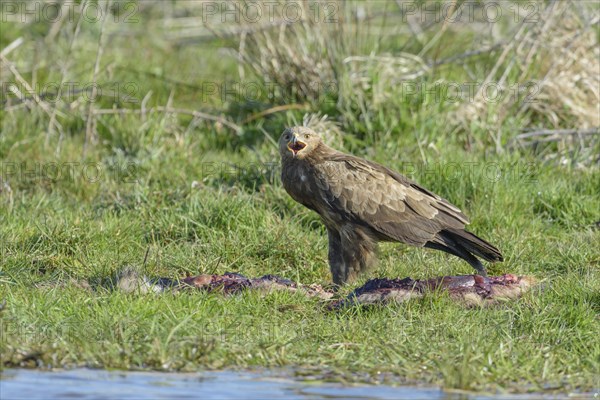Male Lesser spotted eagle