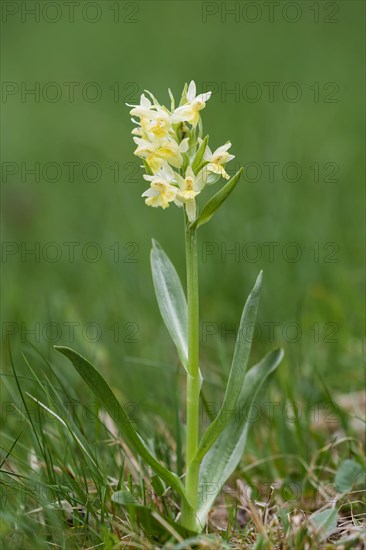 Elder-flowered Orchid