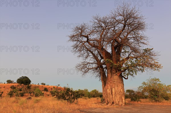 Baobab