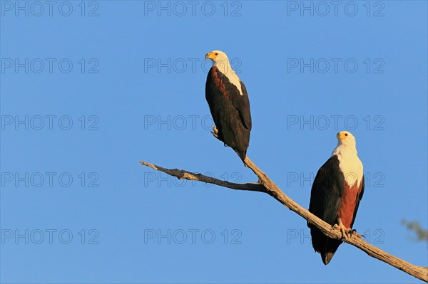 African fish eagle