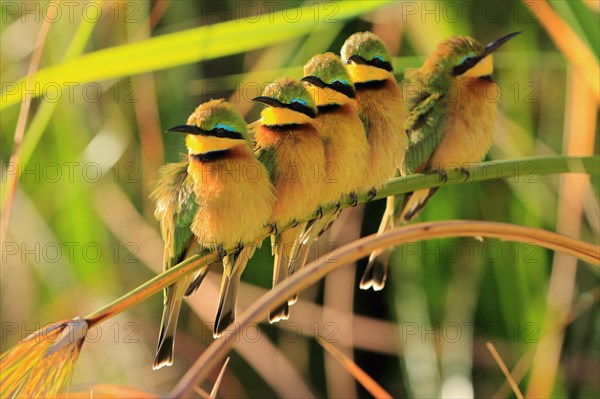 Little Bee-eater