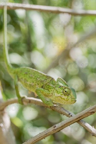 Mediterranean chameleon