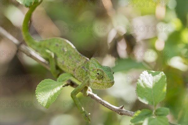 Mediterranean chameleon