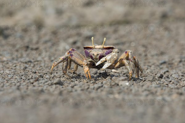 Male European fiddler crab