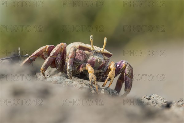 Female European fiddler crab