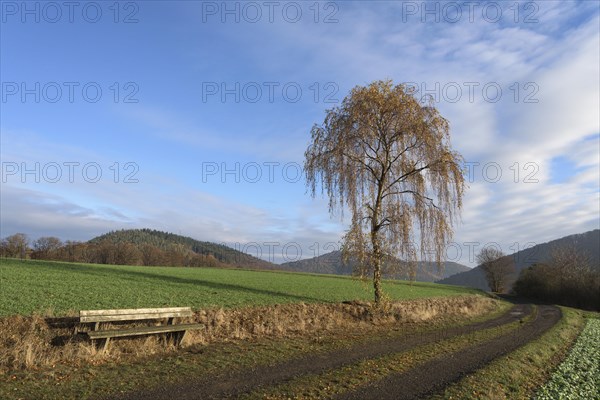 Weeping birch