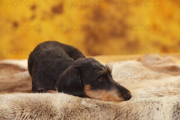 Dachshund with wire hairs