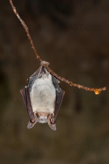 Greater mouse-eared bat