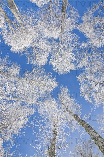 Tree tops of deep snow covered beech forest against blue sky in Neuchatel Jura