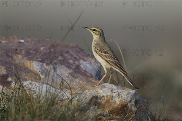 Tawny Pipit