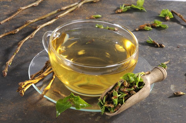 Cup black poplar bud tea