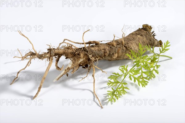 Wild carrot