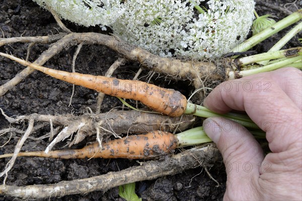 Wild carrot